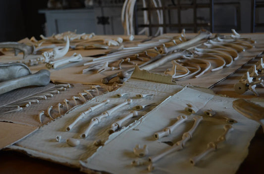 Velociraptor csontváz