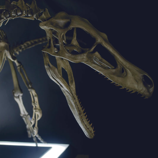 Velociraptor csontváz