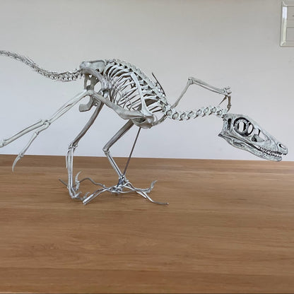 Microraptor csontváz